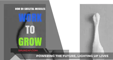Understanding Skeletal Muscle Growth: Mechanisms, Factors, and Training Strategies