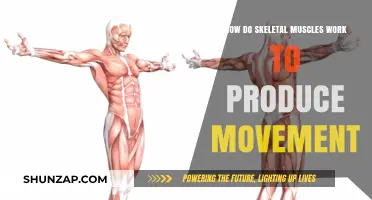 Understanding Skeletal Muscles: Mechanics Behind Human Movement and Function