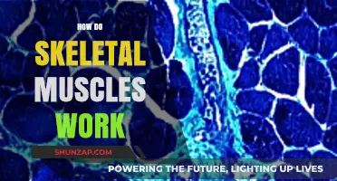 Understanding Skeletal Muscles: Mechanics, Movement, and Function Explained