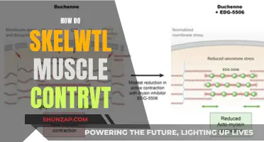 Skeletal Muscle Control: The Complex Human System