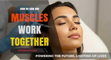 Skin and Muscles: A Dynamic Duo for Movement and Protection