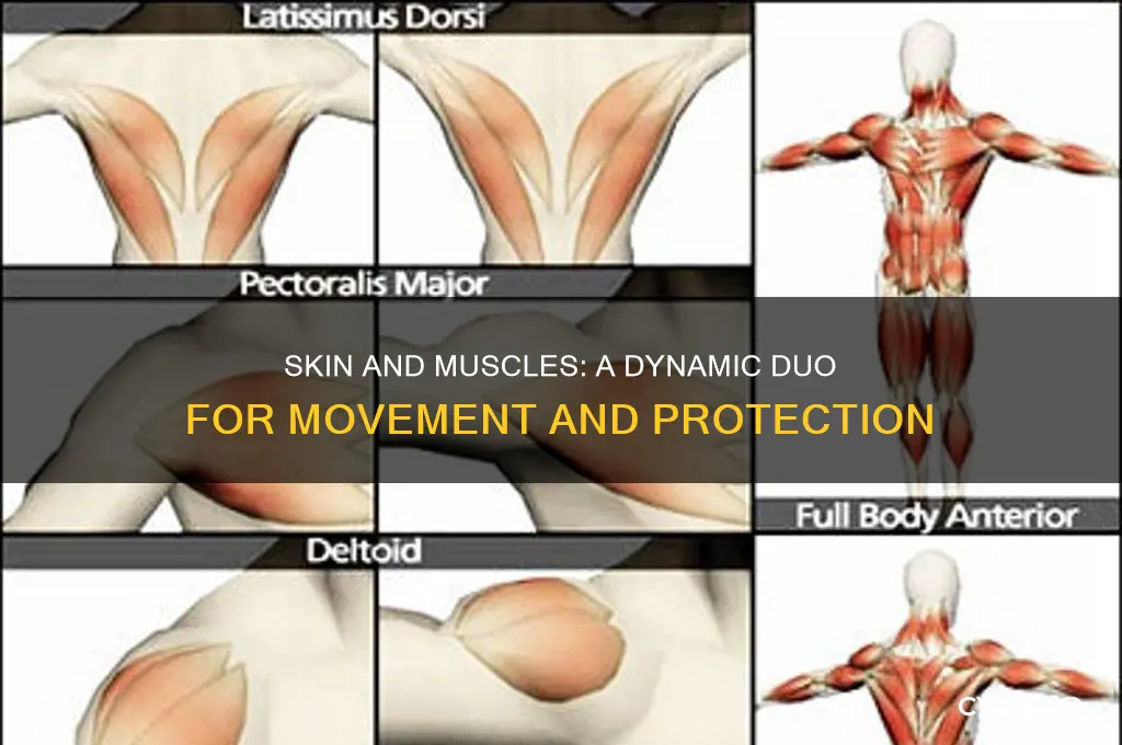 how do skin and muscles work together