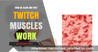 Understanding Slow vs. Fast Twitch Muscles: Function, Performance, and Training