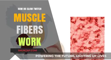 Understanding Slow Twitch Muscle Fibers: Function, Endurance, and Training Tips