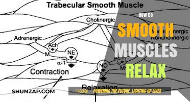 Understanding Smooth Muscle Relaxation: Mechanisms, Triggers, and Biological Processes