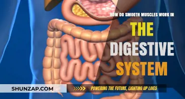 Understanding Smooth Muscles: Their Role in Digestive System Functionality
