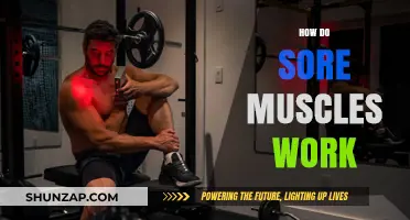 Understanding Muscle Soreness: Causes, Mechanisms, and Recovery Explained