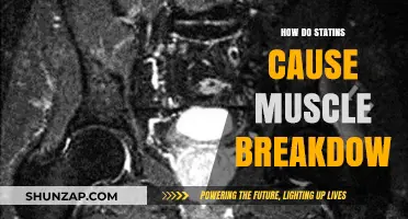 Statins' Mechanism: Muscle Breakdown and Treatment
