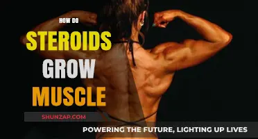 How Steroids Accelerate Muscle Growth: Mechanisms and Effects Explained