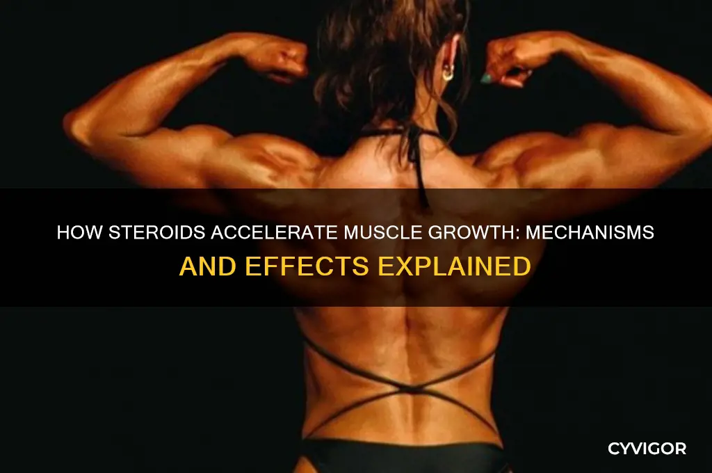 how do steroids grow muscle