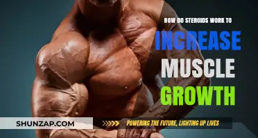 How Steroids Boost Muscle Growth: Mechanisms and Effects Explained