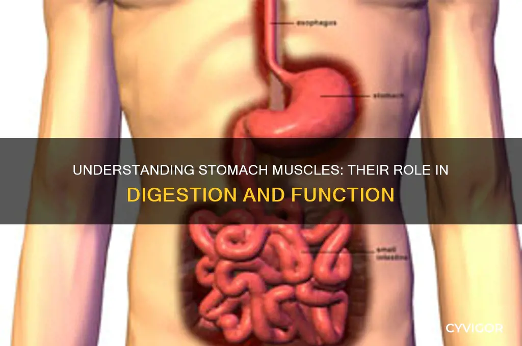 how do stomach muscles work during digestion