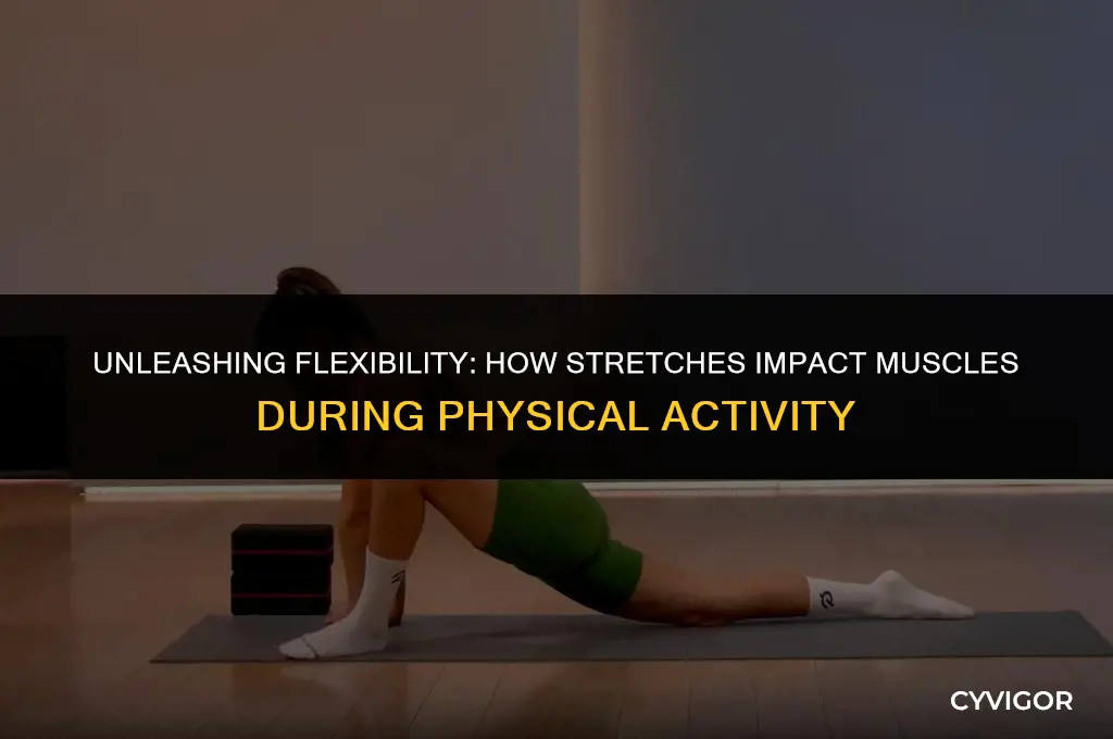 how do strecthces affect muscles suring physcial activity