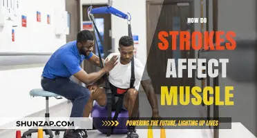 Unraveling the Impact: How Strokes Influence Muscle Function and Recovery