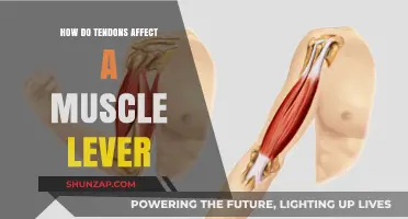 Exploring the Role of Tendons in Muscle Mechanics: A Lever's Tale