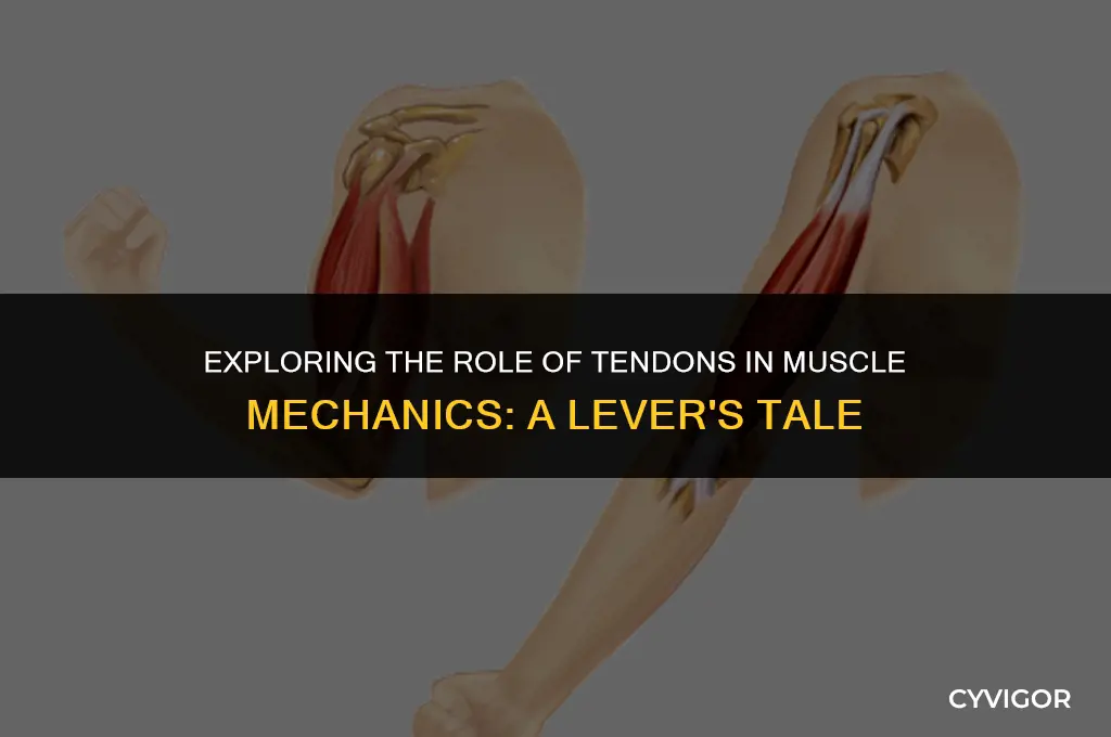 how do tendons affect a muscle lever