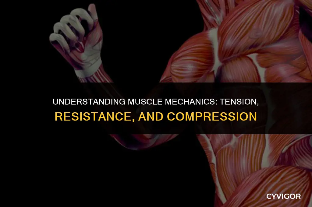 how do tension resistance and compression affect muscles