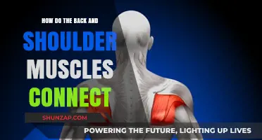 Exploring the Intricate Connection Between Back and Shoulder Muscles