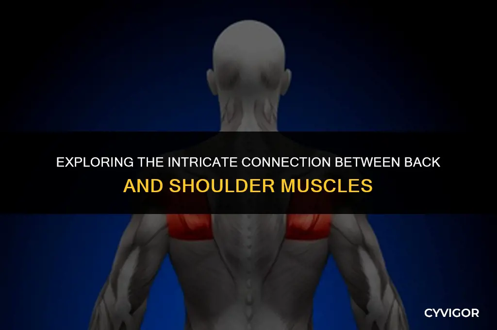 how do the back and shoulder muscles connect