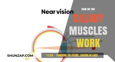 Understanding Ciliary Muscles: How They Control Eye Focus and Vision