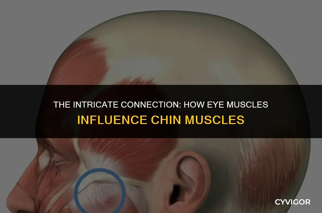 how do the eye muscles affect the chin muscles