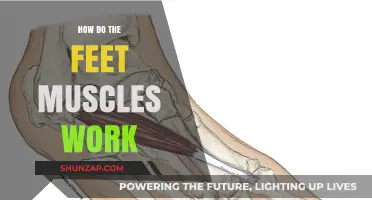 Understanding the Complex Mechanics of Foot Muscles in Movement
