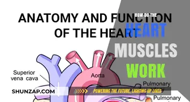 Understanding the Heart's Muscular Function: A Comprehensive Guide