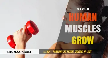 Unveiling Muscle Growth: How Human Muscles Develop and Strengthen