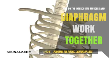 Intercostal Muscles and Diaphragm: A Synchronized Breathing Mechanism Explained