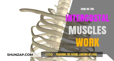 Understanding Intercostal Muscles: Function, Breathing, and Movement Explained