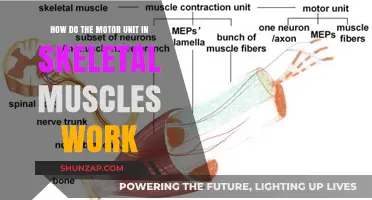 Understanding Motor Units: How Skeletal Muscles Contract and Function
