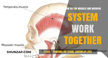 Muscle-Nerve Synergy: Unveiling the Dynamic Collaboration for Movement and Control