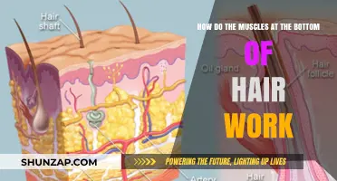 How Hair Follicle Muscles Control Movement and Erection
