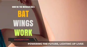 Unveiling the Fascinating Mechanics of Bat Wing Muscles in Flight