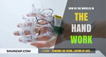 Understanding Hand Muscles: Mechanics, Movements, and Coordination Explained
