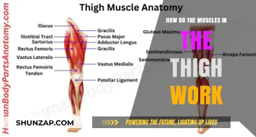 Understanding Thigh Muscle Function: Mechanics, Movement, and Strength Explained