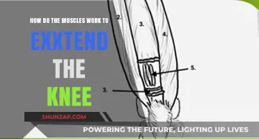 Understanding Knee Extension: How Muscles Work Together to Straighten Your Leg