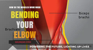 Understanding Elbow Flexion: How Muscles Work to Bend Your Arm