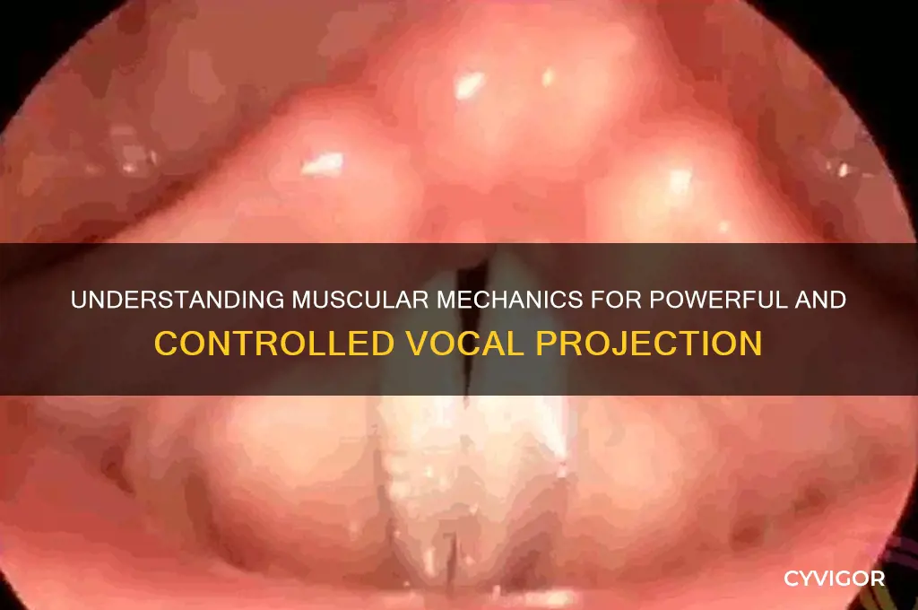 how do the muscles work when singing louder