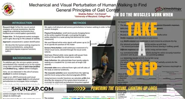 Muscle Mechanics: Unraveling the Step-by-Step Process of Walking