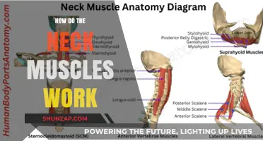 Understanding Neck Muscles: Function, Movement, and Support Explained