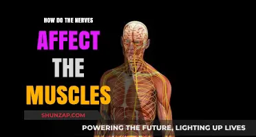 Unraveling the Connection: How Nerves Orchestrate Muscle Movement