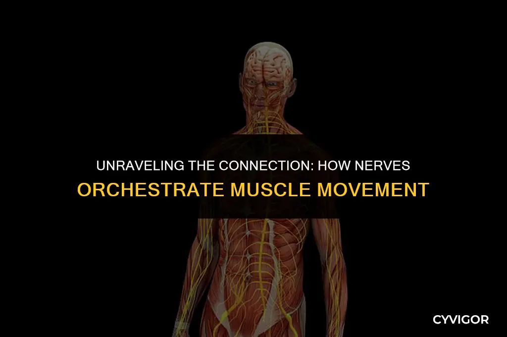 how do the nerves affect the muscles