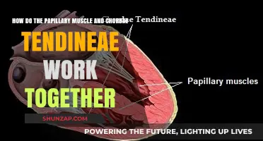 Papillary Muscles and Chordae Tendineae: A Coordinated Heart Valve Team