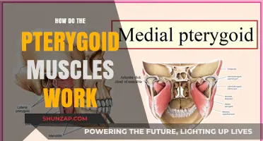 Understanding Pterygoid Muscles: Function, Movement, and Jaw Mechanics Explained
