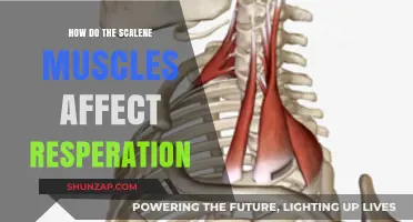 The Impact of Scalene Muscles on Breathing: A Comprehensive Guide