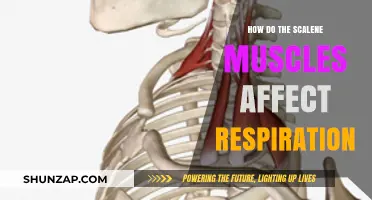 The Impact of Scalene Muscles on Breathing: A Comprehensive Guide