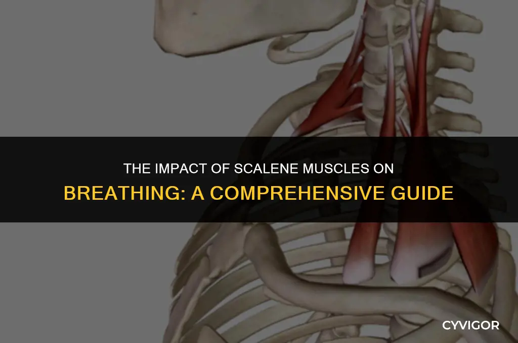 how do the scalene muscles affect respiration