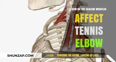 Exploring the Impact of Scalene Muscles on Tennis Elbow