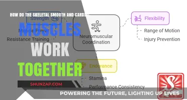 Skeletal, Smooth, and Cardiac Muscles: A Unified Movement Symphony